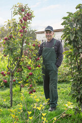 Elderly man is happy with his apple harvest, stands and smiles