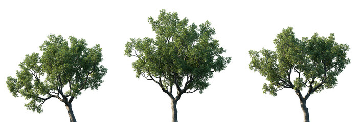 Set of Quercus faginea (The gall oak, holm oak or Valencian oak) isolated png in sunny daylight on a transparent background perfectly cutout	