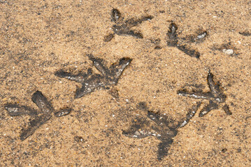 Route 66 Turkey Tracks