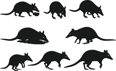 Bandicoot silhouette set, Australian marsupial vector, small mammal illustration, animal poses, unique wildlife clipart design