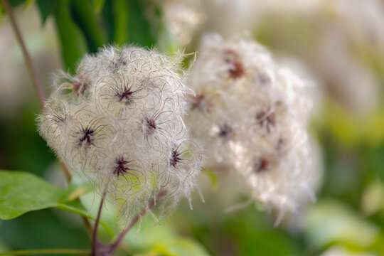 Selective focus of fallen leaves and seed fluffy flowers in the nature forest, Clematis vitalba or Old man's beard (Bosrank) is a shrub of the family Ranunculaceae, Neutral floral pattern background. - Powered by Adobe