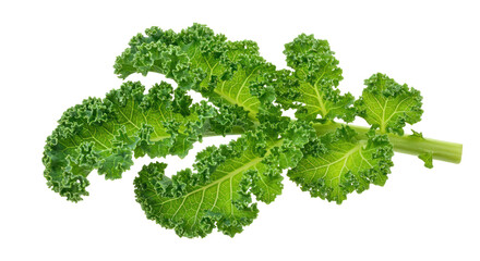 Close Up View of Fresh Green Kale Leaves with Transparent Background Showing Textured Details