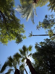 palm trees against blue sky
