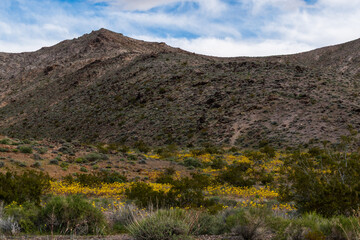Creosote Bushes and Desert Scrub in Foreground with Scrub-Covered Hills, Yellow Wildflowers, and Wispy Cloud Sky, Death Valley National Park