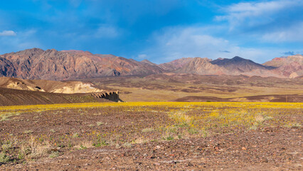 Warm-Toned Desert Mountains with Rocky Foreground, Desert Gold Wildflower Carpet, and Cloud-Dappled Blue Sky, Death Valley National Park