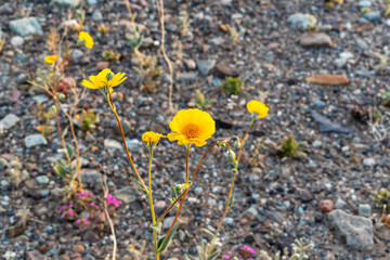 Obraz premium Close-Up of Desert Gold Flower Against Rocky Background with Soft Bokeh, Death Valley National Park