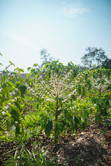 wild flowers in the wind oh a coffe tree