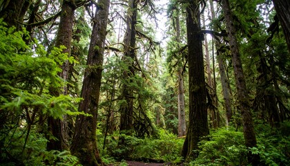 Deep Forest Scene Featuring Tall Trees and Lush Foliage