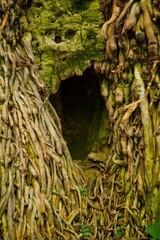 Old Tree Trunk with Hollow and Roots