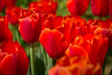 Red Tulip Field in Full Bloom