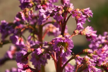 Purple Wildflowers in Bloom