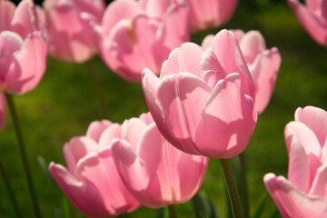 Fototapeta premium Pink Tulips in Spring Sunlight