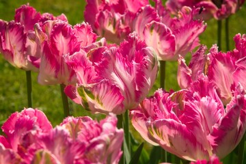 Pink Parrot Tulips in Bloom