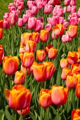 Pink and Orange Tulips in Bloom