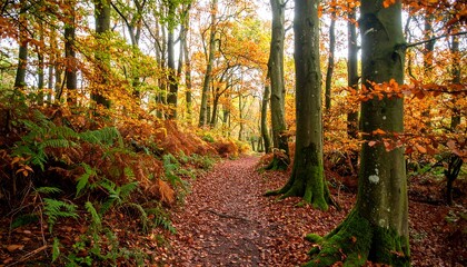 Pathway Through Autumn Forest with Fallen Leaves and Colorful Trees