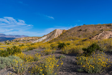 Fototapeta premium Yellow Wildflower Superbloom Near Ubehebe Crater with Mountain Backdrop, Death Valley National Park