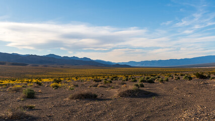 Late Afternoon View Over Rocky Desert Terrain with Wildflowers and Distant Mountains, Death Valley National Park