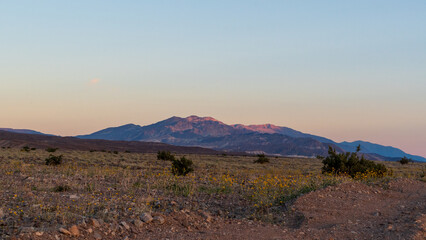 Fototapeta premium Warm Evening Light Over Rocky Desert Terrain with Wildflowers and Distant Mountains, Death Valley National Park