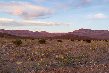 Warm Evening Light Over Rocky Desert Terrain with Wildflowers and Distant Mountains, Death Valley National Park