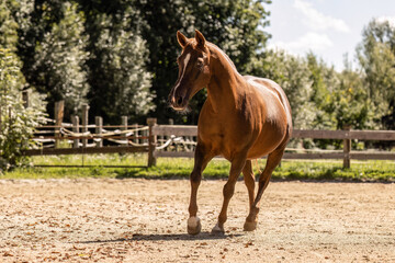Chestnut Arabian Lewitzer crossbreed horse trotting on riding arena