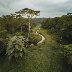 green beautiful amazonian jungle landscape with trees and river, drone view