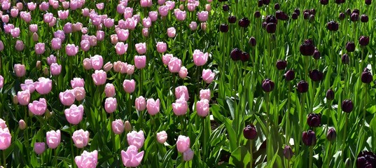 A striking, multi colored flowerbed showcasing a clear division between soft light pink and dramatic deep purple tulips, set against lush, vibrant green foliage