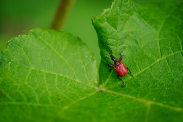 Fototapeta premium A small red beetle on a green leaf. 