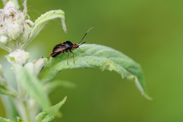 Black beetle on a green leaf outdoors in nature.
