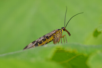 A long-nosed fly peeking out on a green leaf.
