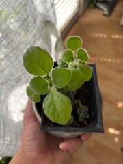 Mexican mint plant in small start container in a person's hand, Plectranthus amboinicus, a succulent herb with a pungent, oregano-like flavor and fragrance