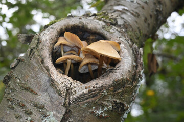 pilze