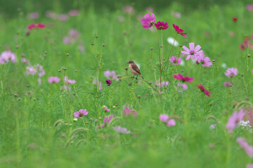 Many cosmos buds looking forward to blooming in full bloom