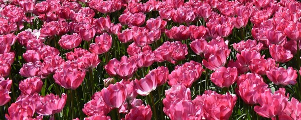 A dense field of vibrant, ruffle-petaled magenta 'double' tulips under bright sunlight