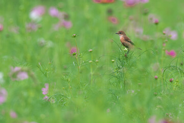 Common Stonechat eats insects in the cosmos field and nourish them on the way back to Southeast Asia