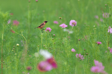 Common Stonechat eats insects in the cosmos field and nourish them on the way back to Southeast Asia