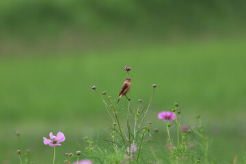 Common Stonechat eats insects in the cosmos field and nourish them on the way back to Southeast Asia