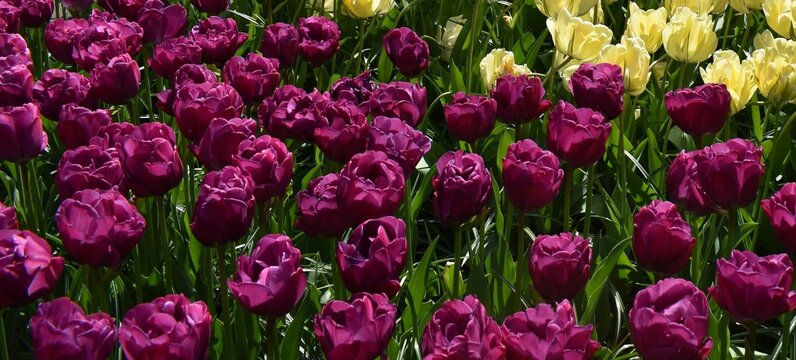 A close-up of lush, deep purple 'peony-like' double tulips dominating the frame, surrounded by bright green foliage and a small strip of pale yellow tulips at the top