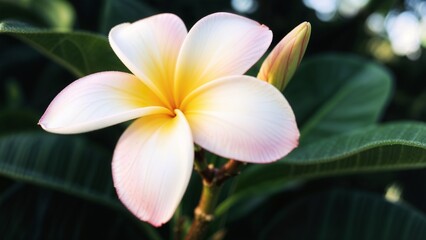 Fototapeta premium Beautiful White Frangipani Plumeria Blossom