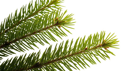 Fresh green fir branch isolated on transparent background, bringing the essence of nature and festive cheer to any holiday design