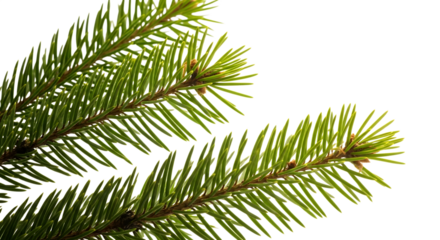 Fresh green fir branch isolated on transparent background, bringing the essence of nature and festive cheer to any holiday design