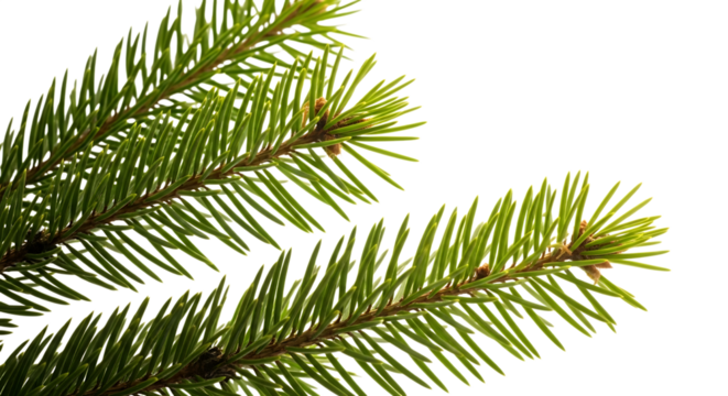 Fresh green fir branch isolated on transparent background, bringing the essence of nature and festive cheer to any holiday design
