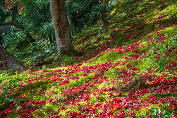 Japanese Maple tree in autumn colors at Tenryū-ji Shrine in Kyoto. Japan