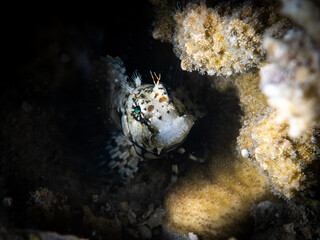 Jewelled Blenny peaks out from a hole in the reef at night © Wildiaries