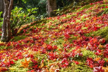 Red maple tree leaves on the ground at Tenryū-ji Shrine in Kyoto. Japan