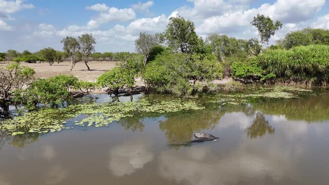 Big saltwater estuarine crocodile, Crocodylus porosus, dragging a dead body of a water buffalo corps through shallow murky water of a billabong waterhole near Kakadu national park, Northern Territory