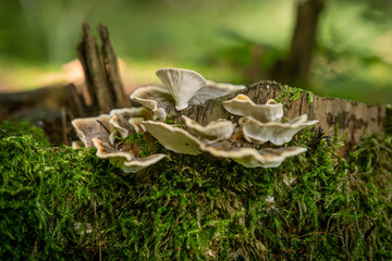 Ganoderma mushroom growing on a mossy stump.

