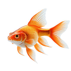Vivid, orange goldfish with flowing fins against a black background. Detailed, realistic aquatic creature