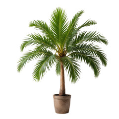 Obraz premium Palm tree in pot with green fronds, brown trunk, and black background