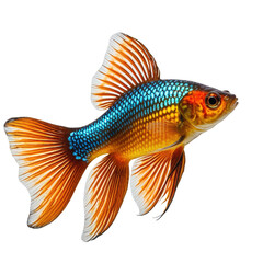 Exotic fish with orange fins, blue and gold body, on a black background