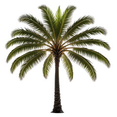 Obraz premium Lush palm tree with textured trunk and verdant fronds against a black background